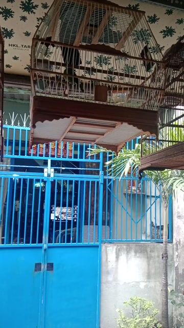 Chim Thanh tước màu Xanh lá. Mua bán Chim tại Quận Bình Tân Tp Hồ Chí Minh được đăng bởi tuấn  hình 1