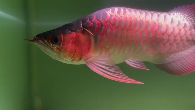 Cá rồng Kingshort 45cm. Mua bán Thú cưng khác tại Huyện Củ Chi Tp Hồ Chí Minh được đăng bởi Arowana  hình 1
