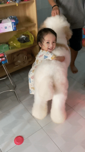 Tìm nhà mới cho bé cái. Mua bán Chó tại Quận 1 Tp Hồ Chí Minh được đăng bởi SHOP PET NẮNG BÌNH DƯƠNG  hình 1
