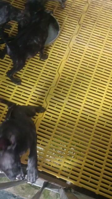 Phú Quốc vẹn size đại rất VIP. Mua bán Chó tại Huyện Bình Chánh Tp Hồ Chí Minh được đăng bởi Anh nông dân da đen hình 1