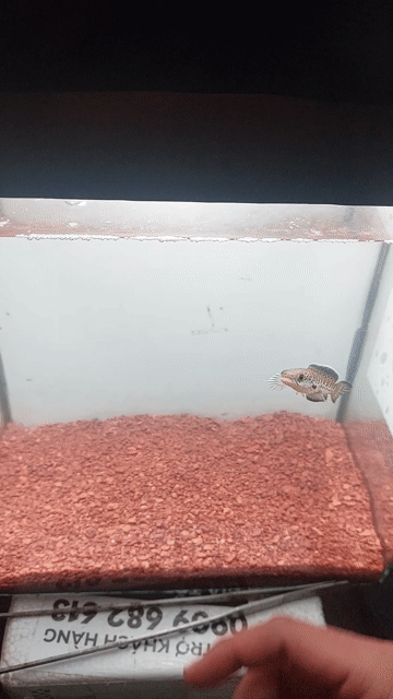 Cá cảnh Nữ hoàng High fin 8 Nổi bật. Mua bán Thú cưng khác tại Quận Bình Tân Tp Hồ Chí Minh được đăng bởi Công Danh hình 1