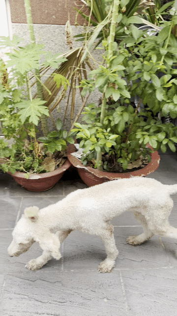 Chó Poodle Standard cái màu Trắng kem. Mua bán Chó tại Quận 11 Tp Hồ Chí Minh được đăng bởi Minh Tân hình 1