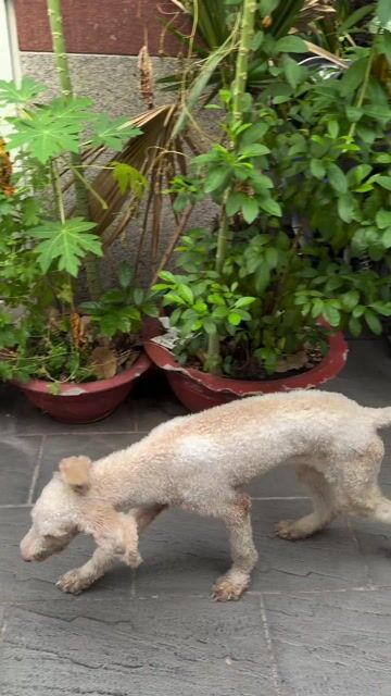 Chó Poodle Standard cái màu Trắng kem. Mua bán Chó tại Quận 11 Tp Hồ Chí Minh được đăng bởi Minh Tân hình 1