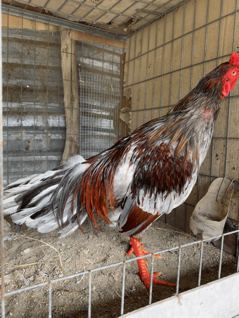 Gà chọi Xám 3,3kg Tiền Giang. Mua bán Gà tại Huyện Châu Thành Tiền Giang được đăng bởi Võ Tấn Phúc hình 1