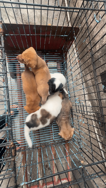 nhật lai và pitbun lai hai bầy. Mua bán Chó tại Quận Bình Tân Tp Hồ Chí Minh được đăng bởi Hải Đăng Gia Thành hình 1