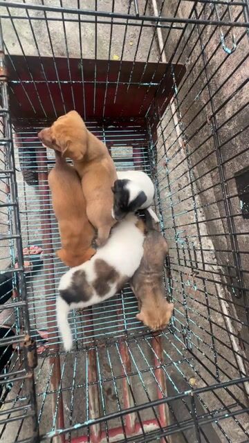 nhật lai và pitbun lai hai bầy. Mua bán Chó tại Quận Bình Tân Tp Hồ Chí Minh được đăng bởi Hải Đăng Gia Thành hình 1
