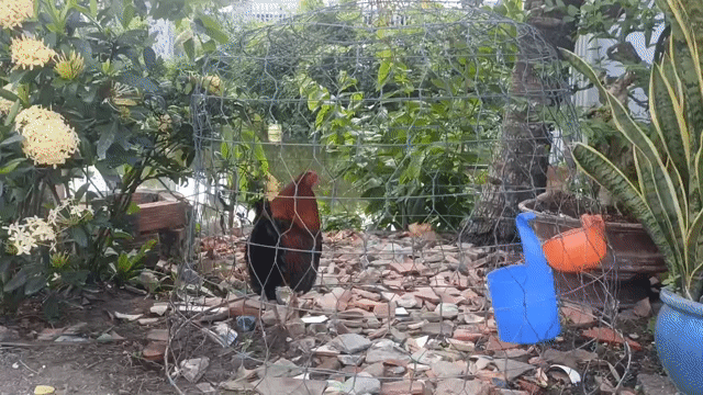 Gà Nâu đỏ, đen Khỏe mạnh. Mua bán Gà tại Huyện Giồng Riềng Kiên Giang được đăng bởi Huỳnh Tý hình 1