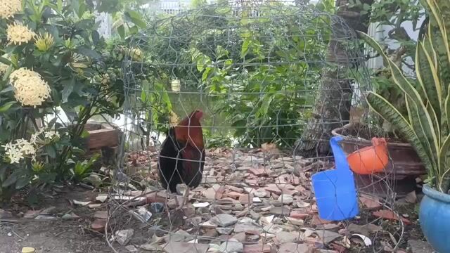 Gà Nâu đỏ, đen Khỏe mạnh. Mua bán Gà tại Huyện Giồng Riềng Kiên Giang được đăng bởi Huỳnh Tý hình 1