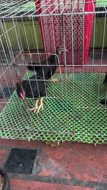 tre bắc. Mua bán Gà tại Huyện Vĩnh Cửu Đồng Nai được đăng bởi Biển Thiếu Muối hình 1