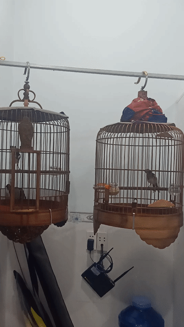 Chim chòe than trống non tự ăn tập hót. Mua bán Chim tại Thị xã Bến Cát Bình Dương được đăng bởi Thạch ánh hình 1