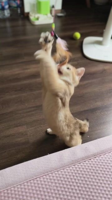 Mèo Golden đực 3.5 tháng. Mua bán Mèo tại Quận Long Biên Hà Nội được đăng bởi Huyền Suzy hình 1