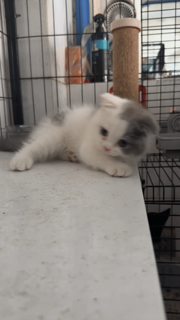Mèo ALN Trắng xám. Mua bán Mèo tại Quận Tân Bình Tp Hồ Chí Minh được đăng bởi Nguyễn Trung hình 1