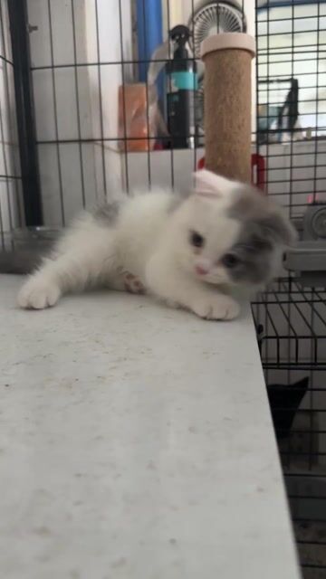 Mèo ALN Trắng xám. Mua bán Mèo tại Quận Tân Bình Tp Hồ Chí Minh được đăng bởi Nguyễn Trung hình 1