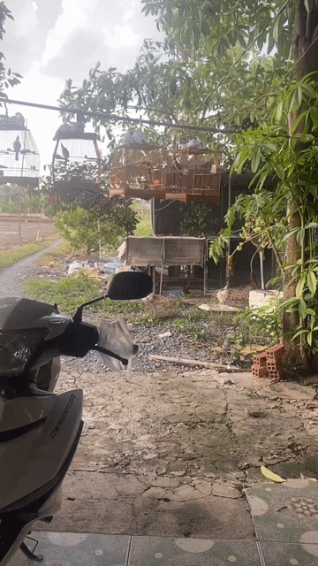Lồng chim tre Nâu. Mua bán Chim tại Huyện Bình Chánh Tp Hồ Chí Minh được đăng bởi Thành Nguyễn  hình 1