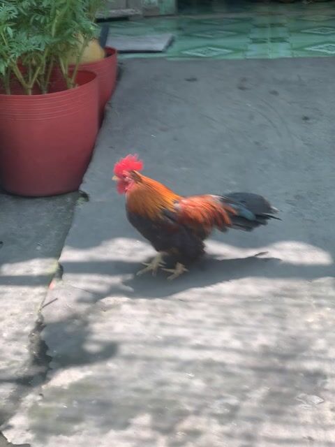 Gà Thái lai tre bắc gl mái serama hoặc mái thái. Mua bán Gà tại Quận Cái Răng Cần Thơ được đăng bởi Nguyễn Quang Vinh hình 1