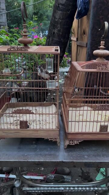 chào mào bông thanh lý. Mua bán Chim tại Quận Bình Thạnh Tp Hồ Chí Minh được đăng bởi duy nguyen hình 1