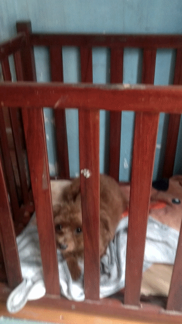 Poodle lai Chihuahua siêu nhỏ kèm chuồng. Mua bán Chó tại Huyện Bình Chánh Tp Hồ Chí Minh được đăng bởi Khổng Tước Xoè Đuôi hình 1