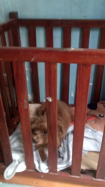 Poodle lai Chihuahua siêu nhỏ kèm chuồng. Mua bán Chó tại Huyện Bình Chánh Tp Hồ Chí Minh được đăng bởi Khổng Tước Xoè Đuôi hình 1