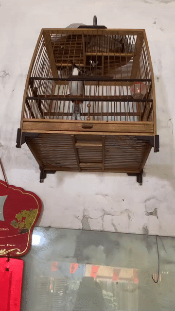 chim 3 vụ thuần chủ múa mái. Mua bán Chim tại Huyện Thanh Trì Hà Nội được đăng bởi Tên chưa cung cấp hình 1