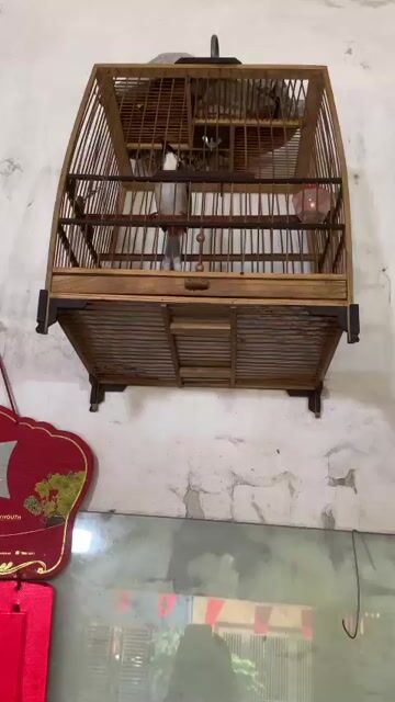chim 3 vụ thuần chủ múa mái. Mua bán Chim tại Huyện Thanh Trì Hà Nội được đăng bởi Tên chưa cung cấp hình 1