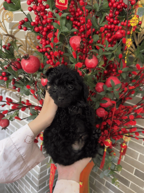 Chó Poodle đực 2 tháng tuổi. Mua bán Chó tại Quận Bình Thạnh Tp Hồ Chí Minh được đăng bởi Dương Hoàng Uyển Nhi hình 1