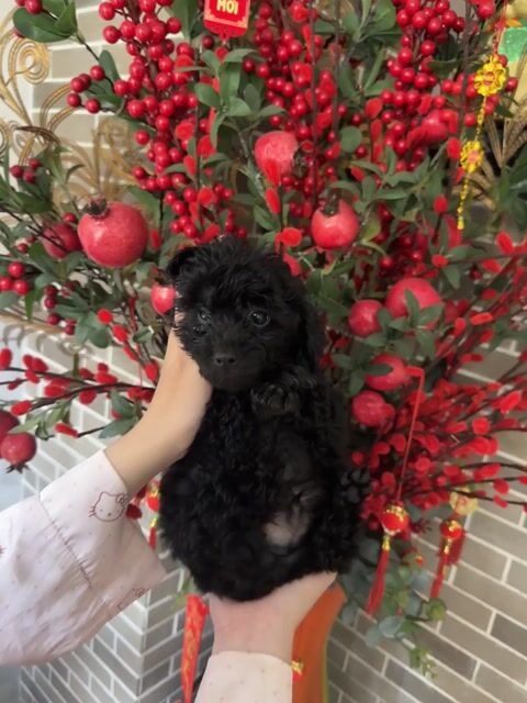 Chó Poodle đực 2 tháng tuổi. Mua bán Chó tại Quận Bình Thạnh Tp Hồ Chí Minh được đăng bởi Dương Hoàng Uyển Nhi hình 1
