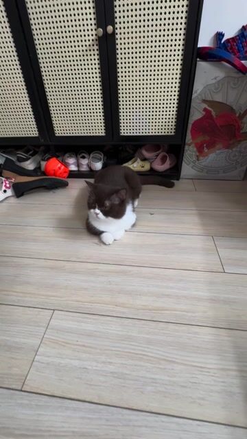 Mèo Siêu Vip. Mua bán Mèo tại Huyện Văn Giang Hưng Yên được đăng bởi Phạm hoàng phú hình 1