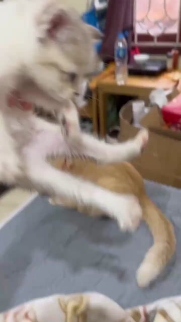 Mèo Anh lông ngắn hơn 2 tháng. Mua bán Mèo tại Quận Nam Từ Liêm Hà Nội được đăng bởi Phạm loan hình 1