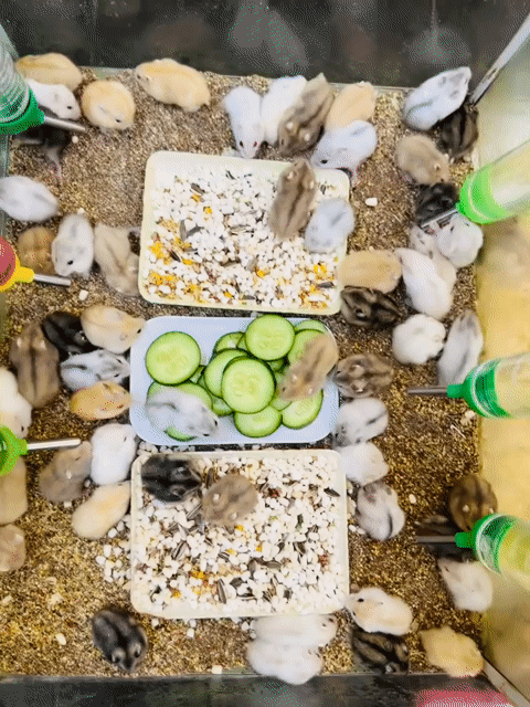 Hamster Winter White nhiều màu tại Đà Nẵng. Mua bán Thú cưng khác tại Quận Thanh Khê Đà Nẵng được đăng bởi Mr. Dinh hình 1