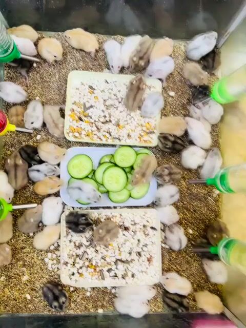 Hamster Winter White nhiều màu tại Đà Nẵng. Mua bán Thú cưng khác tại Quận Thanh Khê Đà Nẵng được đăng bởi Mr. Dinh hình 1