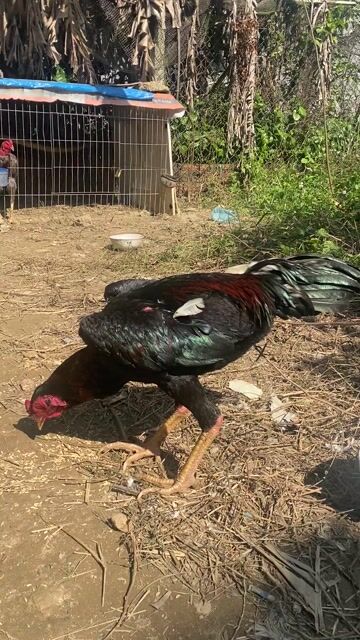 Gà trống tơ. Mua bán Gà tại Quận Ngũ Hành Sơn Đà Nẵng được đăng bởi Hoàng tấn  hình 1