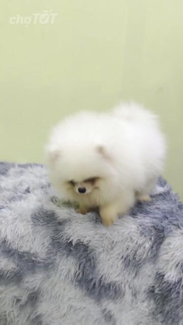 Chó Phốc Sóc Đực Trắng 3 tháng Thái Lan. Mua bán Chó tại Quận Gò Vấp Tp Hồ Chí Minh được đăng bởi Trần Phúc hình 1