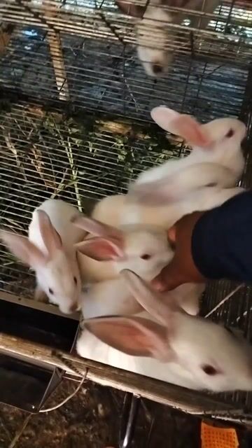 Thỏ New Zealand lớn thỏ con đã tiêm. Mua bán Thú cưng khác tại Huyện Bù Đăng Bình Phước được đăng bởi Trại thỏ Thành Nhân hình 1