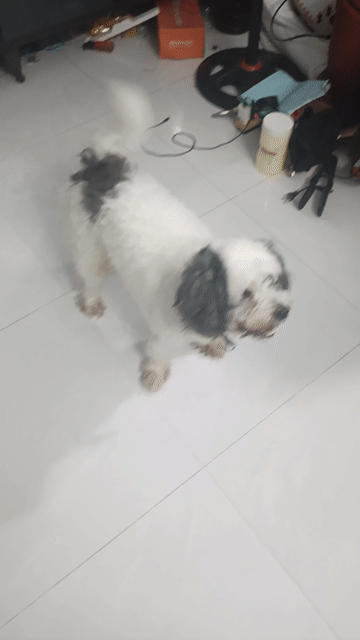 Chó Poodle Đực Trắng Đen. Mua bán Chó tại Huyện Bình Chánh Tp Hồ Chí Minh được đăng bởi lê thùy hình 1