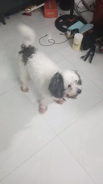 Chó Poodle Đực Trắng Đen. Mua bán Chó tại Huyện Bình Chánh Tp Hồ Chí Minh được đăng bởi lê thùy hình 1