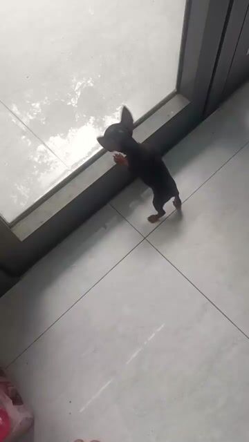 Chó đực đã tiêm phòng. Mua bán Chó tại Quận Liên Chiểu Đà Nẵng được đăng bởi Phúc hình 1