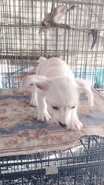Chó Chihuahua mix Poodle đực nhỏ nhắn. Mua bán Chó tại Huyện Định Quán Đồng Nai được đăng bởi Hồng Nhân hình 1