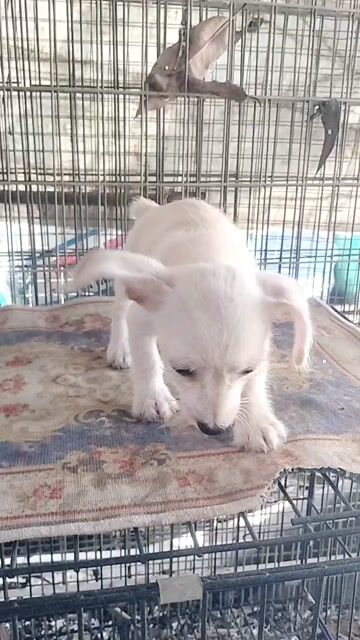 Chó Chihuahua mix Poodle đực nhỏ nhắn. Mua bán Chó tại Huyện Định Quán Đồng Nai được đăng bởi Hồng Nhân hình 1