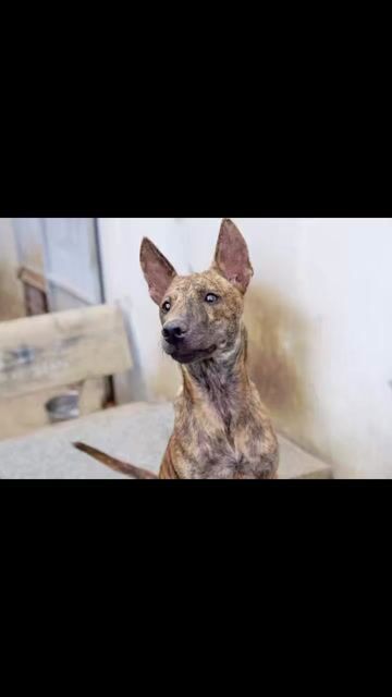 Chó Phú Quốc Vện 4 tháng, Xoáy Kiếm, Lưỡi Đen. Mua bán Chó tại Huyện Hóc Môn Tp Hồ Chí Minh được đăng bởi Duy Quốc hình 1