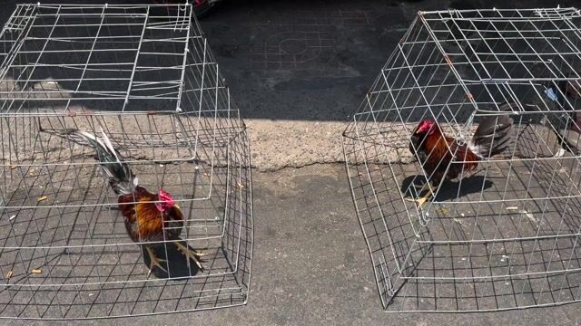 mỹ cuban. Mua bán Gà tại Quận 8 Tp Hồ Chí Minh được đăng bởi Tấn Sang hình 1