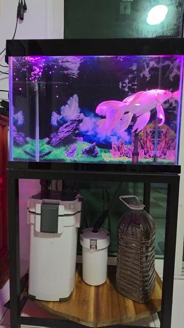 Hồ cá,combo. Mua bán Thú cưng khác tại Huyện Bình Chánh Tp Hồ Chí Minh được đăng bởi Lê Tuấn hình 1