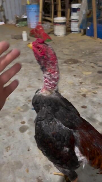 Gà tre lai chọi xám. Mua bán Gà tại Huyện Đông Anh Hà Nội được đăng bởi Nguyễn Văn Tuấn hình 1