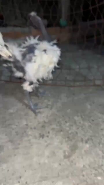 Gà Mongolia trống. Mua bán Gà tại Huyện Củ Chi Tp Hồ Chí Minh được đăng bởi An Yên hình 1