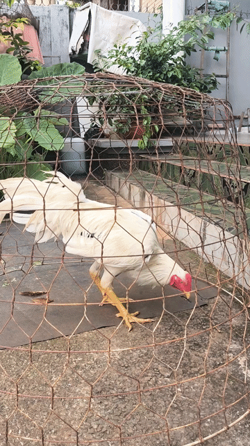 Gà tơ Trắng 3kg. Mua bán Gà tại Huyện Cẩm Mỹ Đồng Nai được đăng bởi Dũng  hình 1