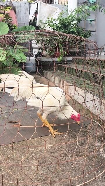 Gà tơ Trắng 3kg. Mua bán Gà tại Huyện Cẩm Mỹ Đồng Nai được đăng bởi Dũng  hình 1