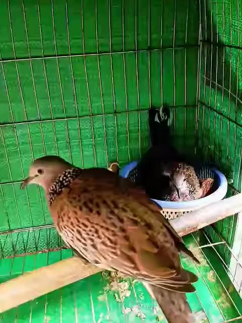Cu Gáy Thái Tốc Độ Dòng Chậm. Mua bán Chim tại Huyện Lấp Vò Đồng Tháp được đăng bởi PH Dinh hình 1