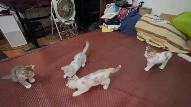 Mèo Anh lông ngắn tai cụp cái ***. Mua bán Mèo tại Quận Cầu Giấy Hà Nội được đăng bởi Tạ Quốc Biển hình 1