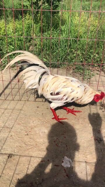 Gà chọi 2kg9. Mua bán Gà tại Huyện Mỹ Tú Sóc Trăng được đăng bởi Mai Hoài Chương hình 1