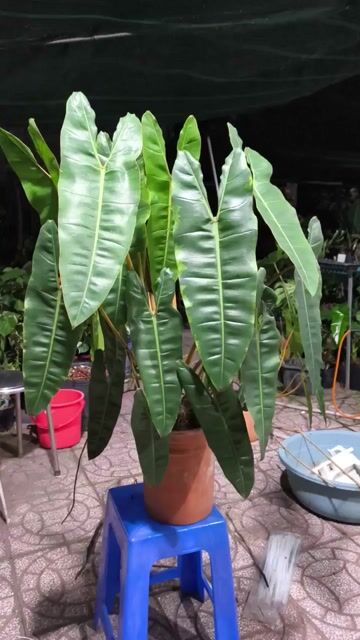 Cây cảnh Hạc cam chậu Xanh. Mua bán Cây cảnh, đồ trang trí tại Quận Cái Răng Cần Thơ được đăng bởi gia dụng rẻ  hình 1