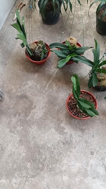 Lan đai châu. Mua bán Cây cảnh, đồ trang trí tại Huyện Hải Hậu Nam Định được đăng bởi Huyền hình 1